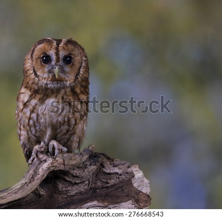 Portrait of a Tawny Owl stood on a branch with a woodland background
