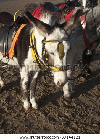 some lovely donkeys waiting on blackpool beach for some fun walks