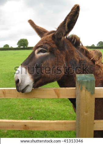 a brown donkey resting his head on a fence