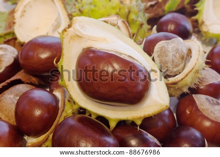 some horse chestnuts in and out of shells