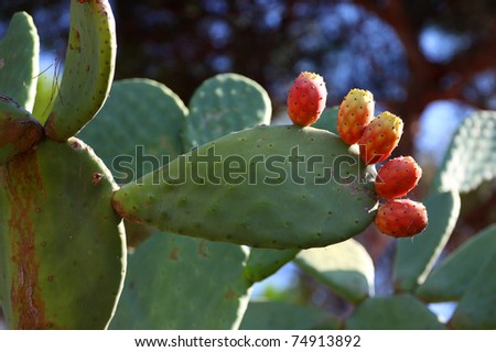 Cactus with five red pads look like fingers. Picture made on Elba Island, Italy