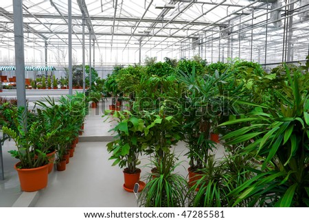 The Industrial hothouse, in which grow the decorative plants.