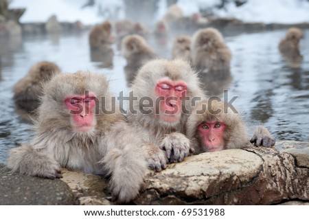 The famous Snow Monkeys (Japanese Macaques) bathe in the onsen hot springs of Nagano, Japan.