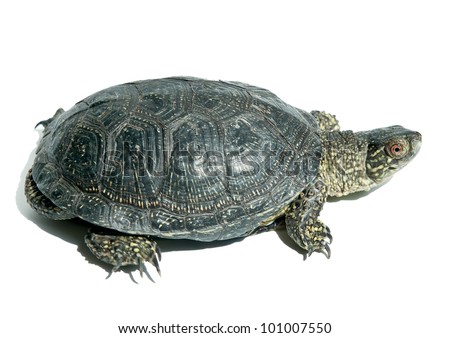 Land Turtle Isolated On White Stock Photo 101007550 : Shutterstock