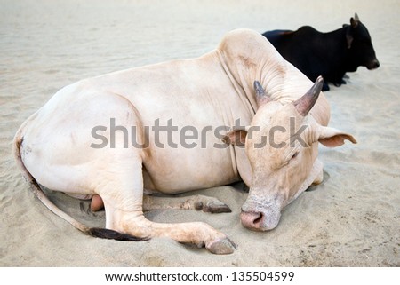 Holy Indian cows on the sand