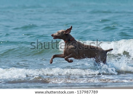 Hound dog runs happily on the seashore waves