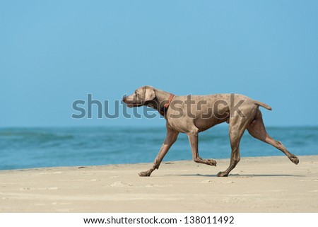 Hound dog runs happily on the seashore