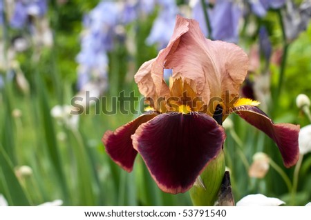 iris flowers (Iris germanica, bearded iris) in a garden.