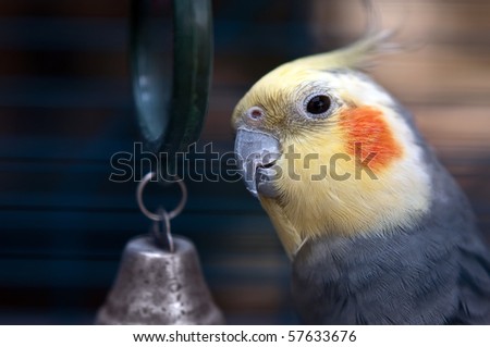 parrot in cage front of small mirror