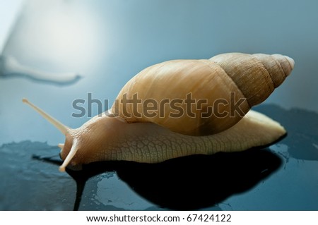African giant snail Achatina