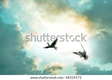 Two seagulls front of the sky Two seagulls front of the sky