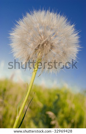 Beautiful dandelion in hot day