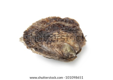 flat oyster