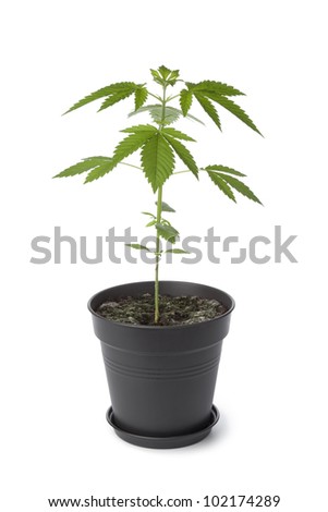 White Pot Plant