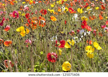 Field with fresh blooming red and yellow poppies