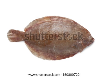 Single Lemon sole fish on white background