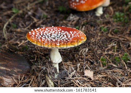 Fresh Fly amanita mushroom in the woods
