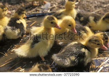 Little yellow ducks in the mud