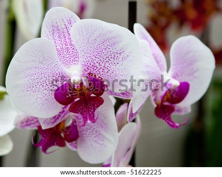 Orchids For Sale