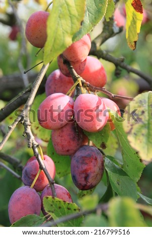 Ripe plum on branch in ray sun