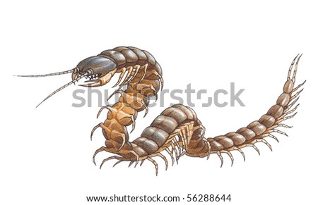 Scolopendra Gigantea