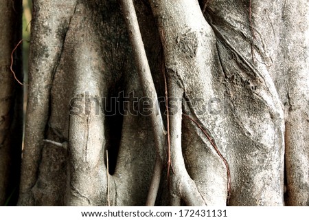 Stock photo of the  tree roots of buddha tree in Thailand