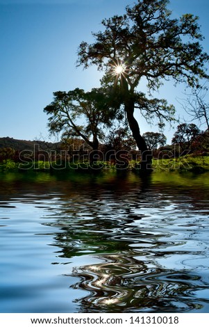 Tree reflexion over a lake in the morning sun