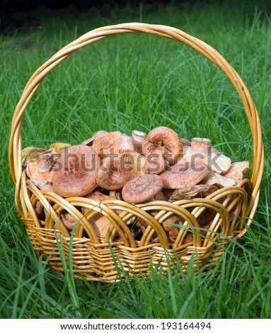 Saffron milk caps in the basket on the grass.
