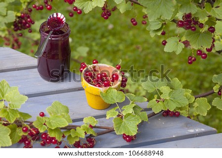 jar with red currant berries  and red currant jam ( jelly) on a garden table. red currant berries on a bush.