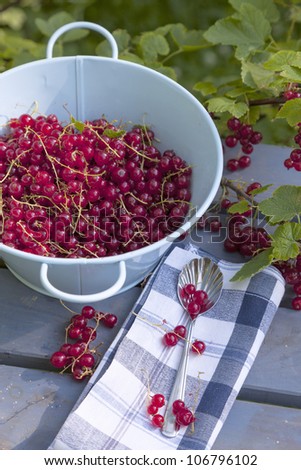 bucket with red currant berries on a garden table. red currant berries on a bush.