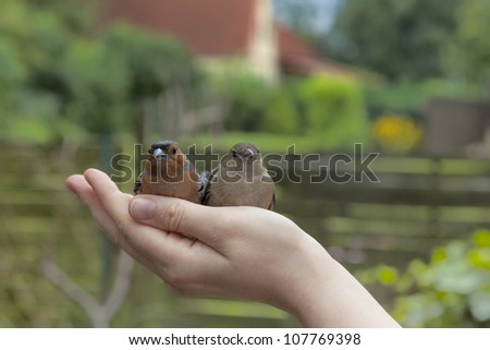 two young birds sitting on humans hand in the garden.