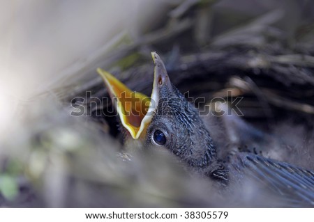 a hungry baby bird ( blackbird/ merl ) screaming for the mother to feed him