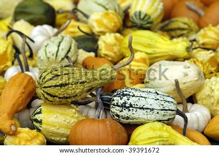 variety of pumpkin at the market
