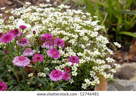 Marguerite (Daisies) in a flower bucket
