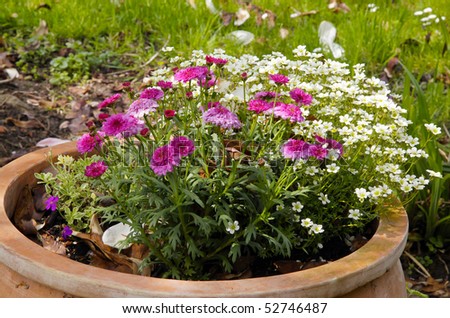 Marguerite (Daisies) in a flower bucket