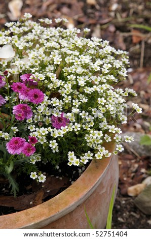 Marguerite (Daisies)  in a flower bucket