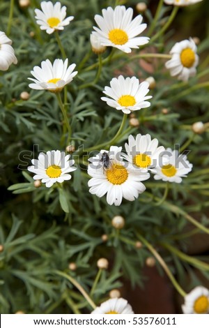 Marguerite (Daisies) in a flower bucket with a fly on the petal.