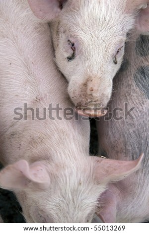 curious pigs on an eco farm waiting for food
