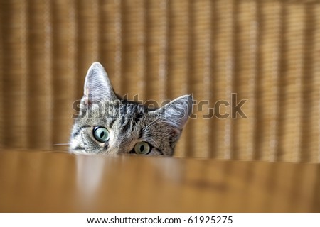 curious young kitten looking over a table