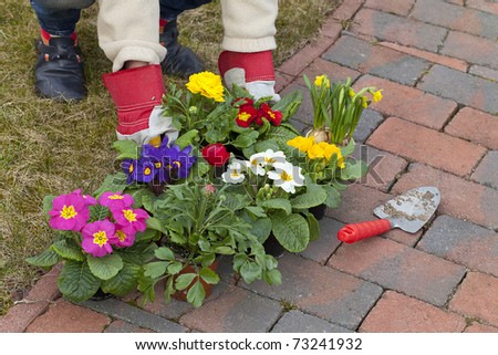 woman preparing narcissus ( daffodil ) , primroses  and  ranunculus flowers for planting in the flowerbed.