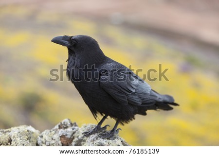 Raven Sitting