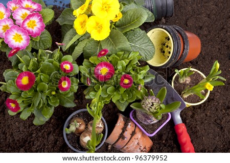 studio-shot of planting flowers in flower soil, with garden tools ,various flowers and terracotta flower pots.