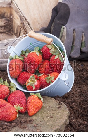 studio-shot of strawberry harvest. a bucket full with fresh strawberries, a wooden basket and work gloves in the background.