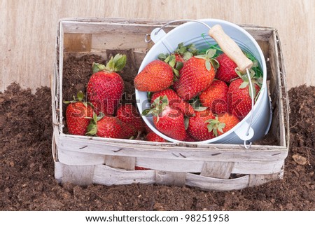 studio shot of fresh picked strawberries in a bucket. fresh summer fruits after fruit harvest.