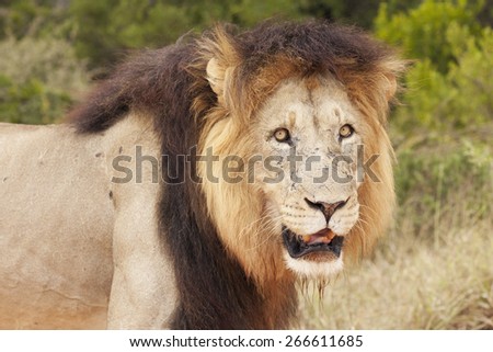 Lion Head & Shoulders in the Wild