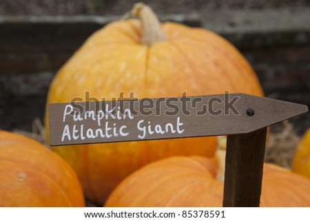Atlantic Giant Pumpkin