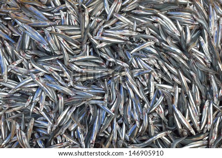 Just fished an environmentally friendly Asian anchovy.