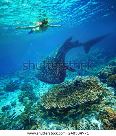 Young woman snorkeling underwater looks at a large whale shark. Philippines