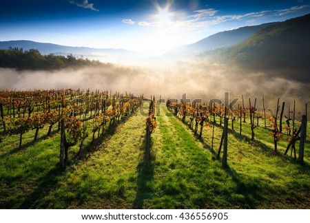 Tuscan vineyard landscape in autumn