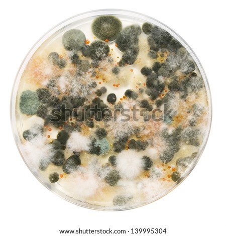 Petri dish with mold colonies isolated on white